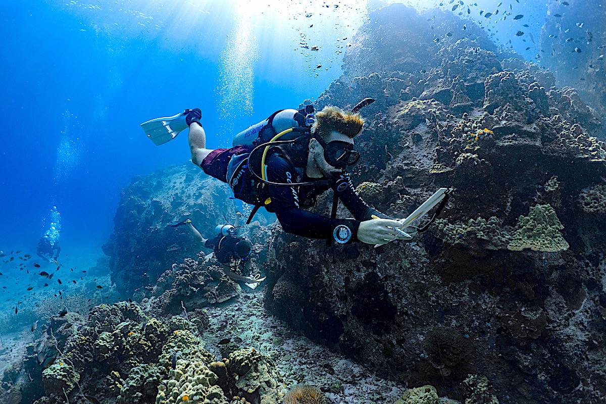 Marine Conservation Internships - Protecting Coral Reefs in Thailand