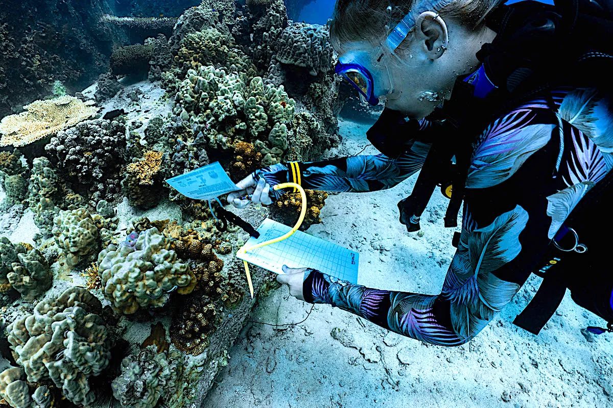 Marine Conservation Internships - Collecting Data & Monitoring