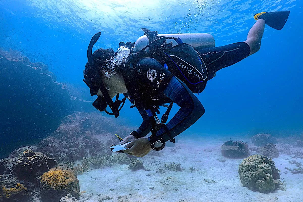 Marine Conservation Internships - Student Surveying Coral Reefs