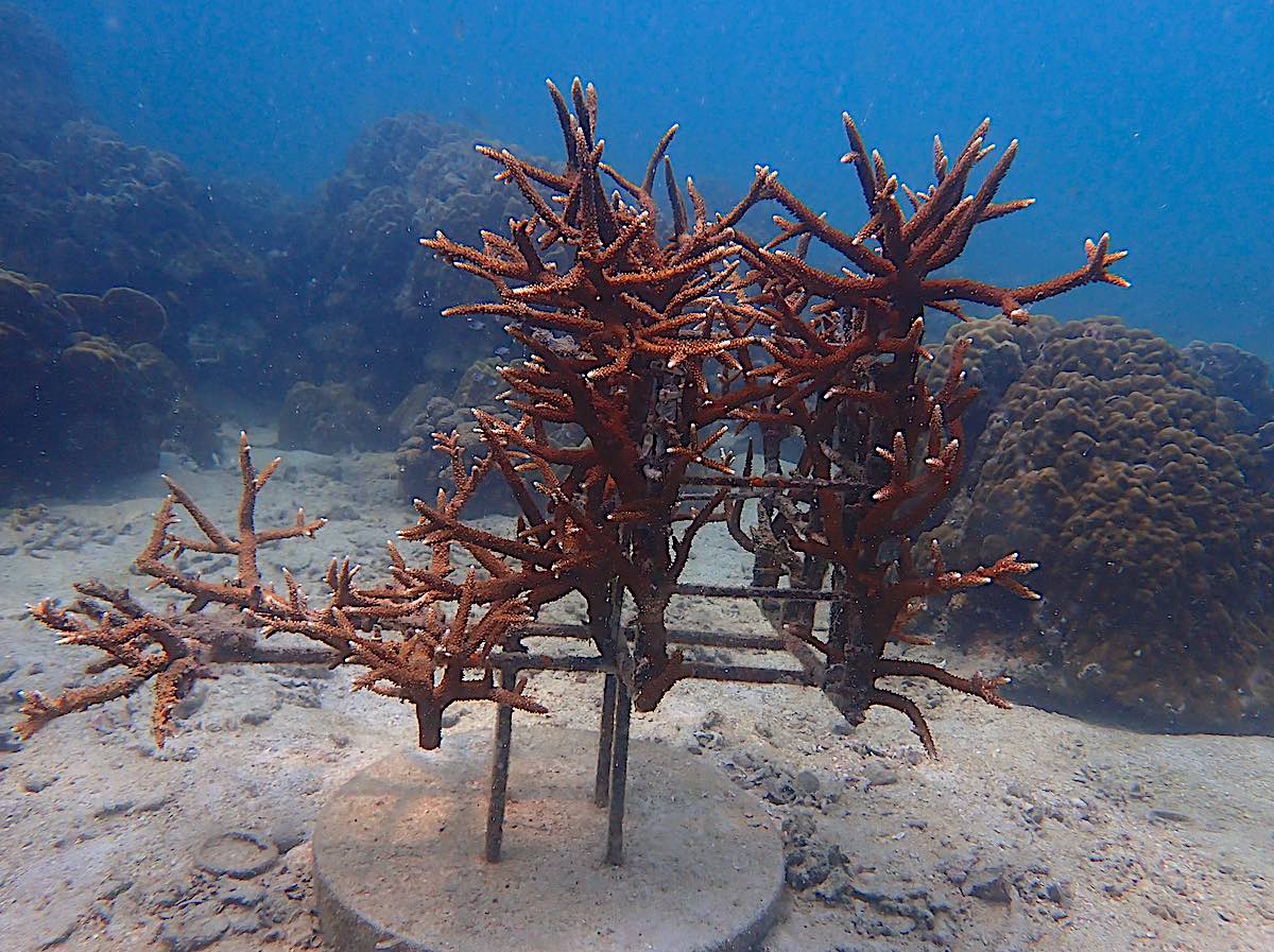 Marine Conservation Internships - Coral Restoration on Artificial Structures on Black Turtle Reef