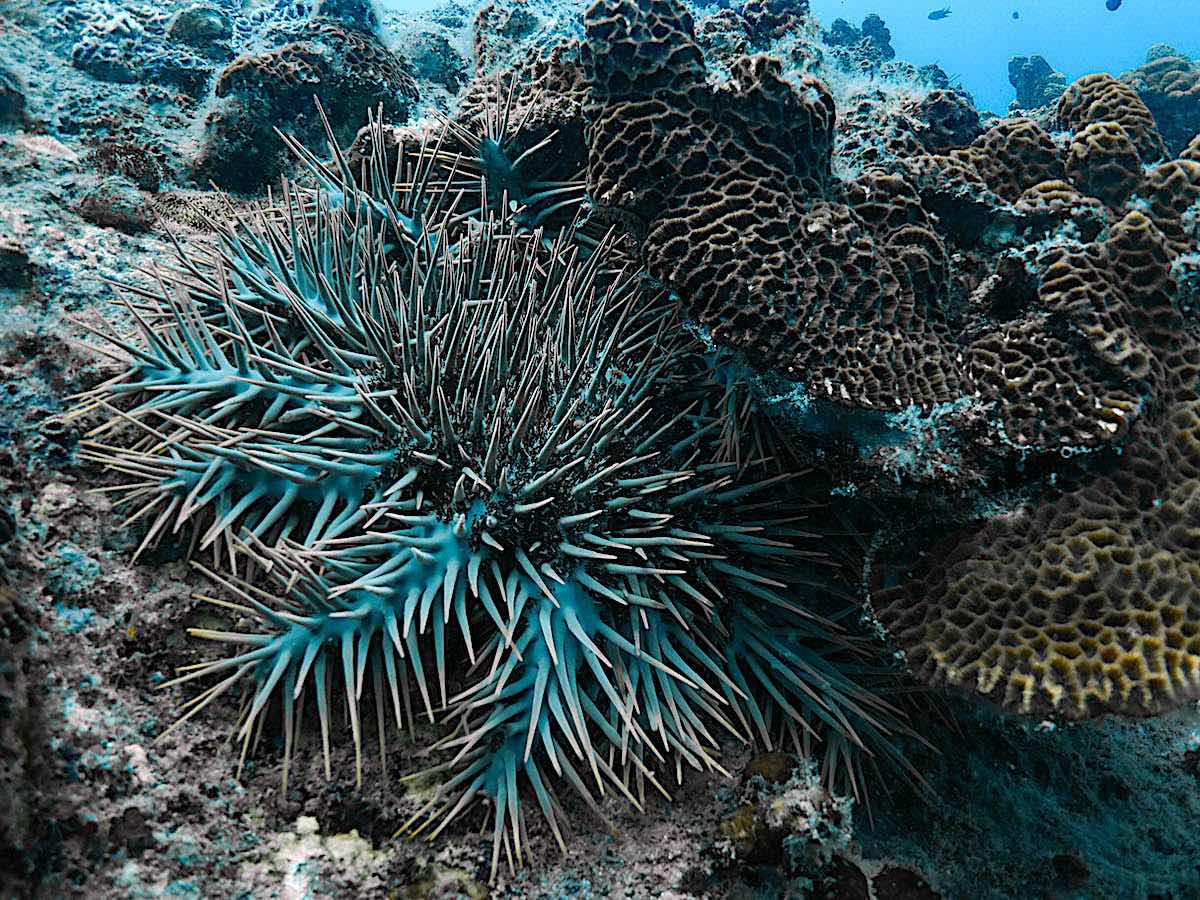 Marine Conservation Internships - Coral Predators