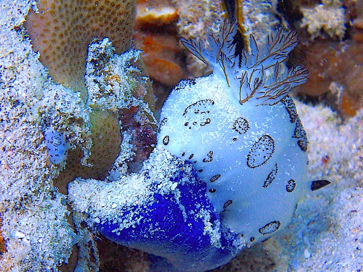 Marine Conservation Internships - Learn about Nudibranch on Koh Tao