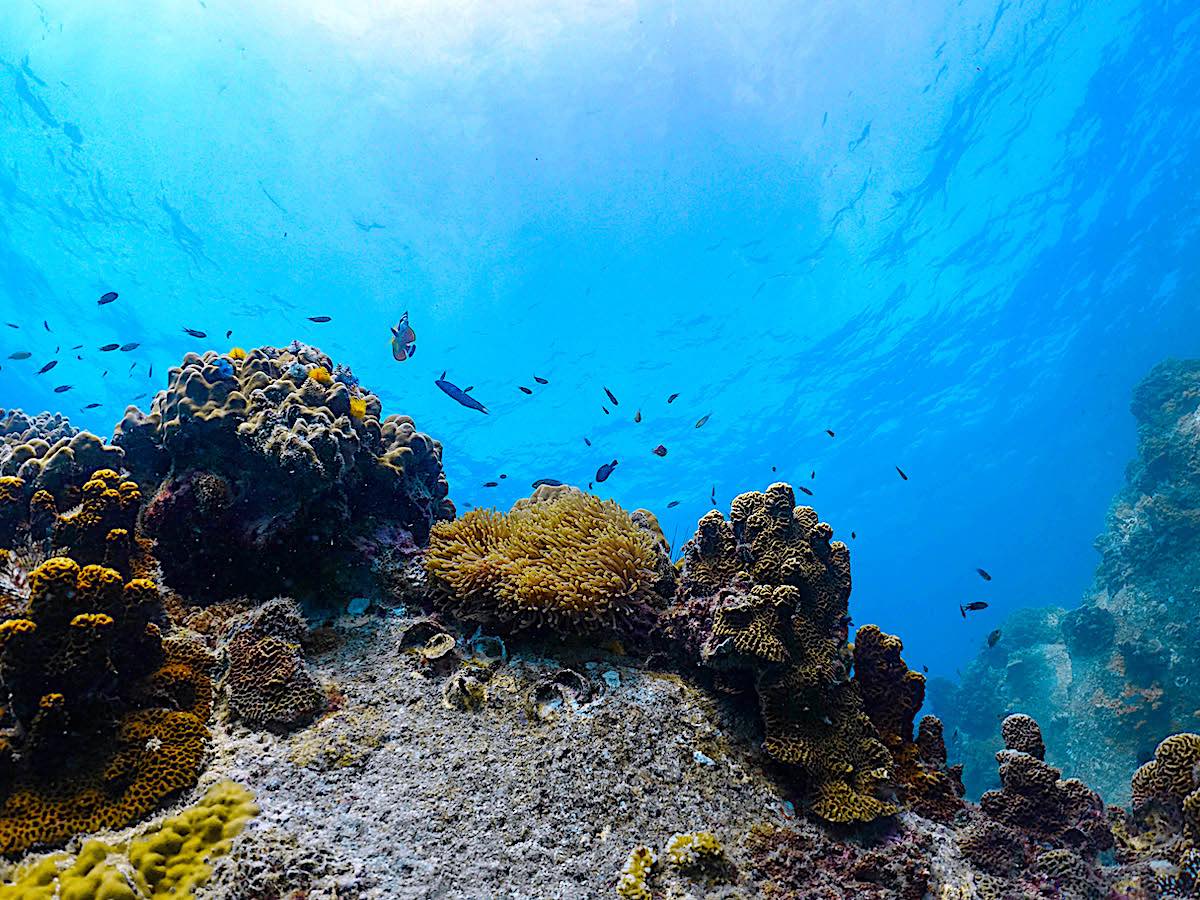 Marine Conservation Internships in Thailand - Explore the Diversity of Coral Reefs