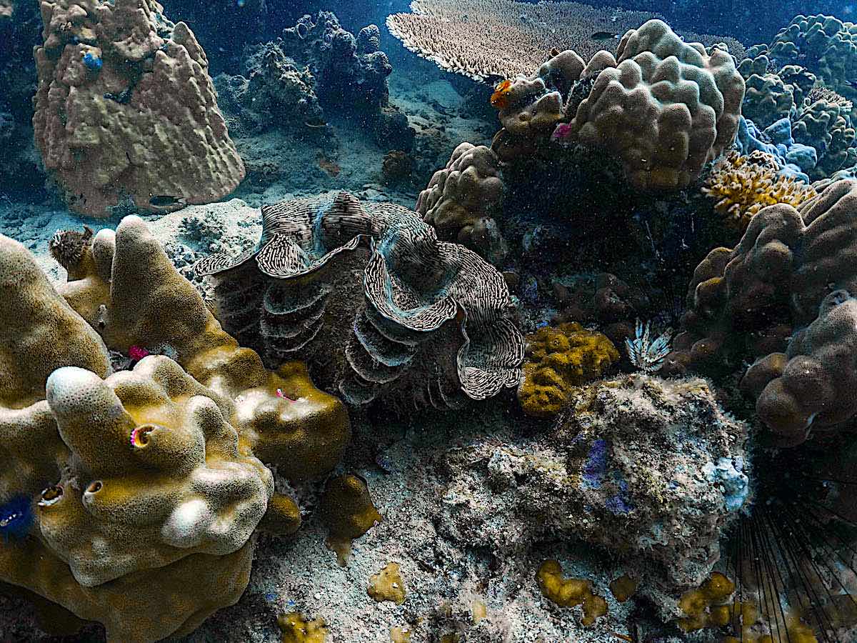 Marine Conservation Internships in Thailand - Become a Coral Taxonomist