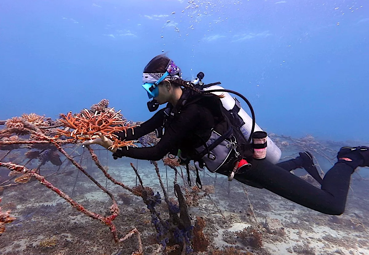 Marine Conservation Internships in Thailand - Become a Scientific Diver Marine Conservationist