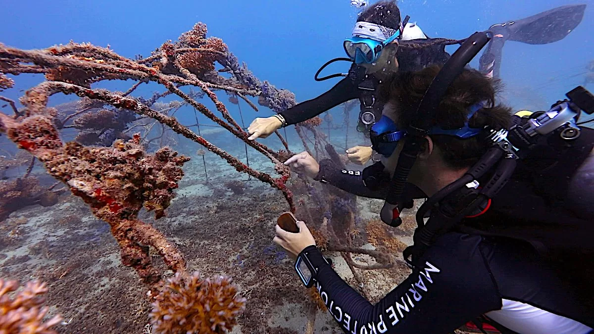 Marine Conservation Internships - Teaching Coral Restoration on Koh Tao