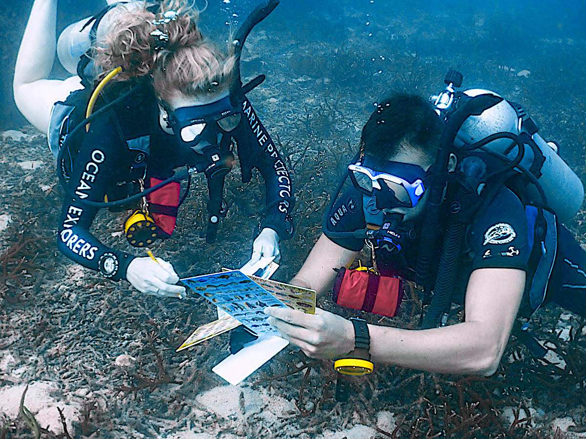 Marine Conservation Internships - Conducting Surveys to Monitor Coral Reefs on Koh Tao