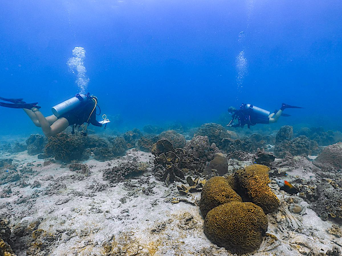 Marine Conservation Internships - Fundamentals of Coral Reef Ecology