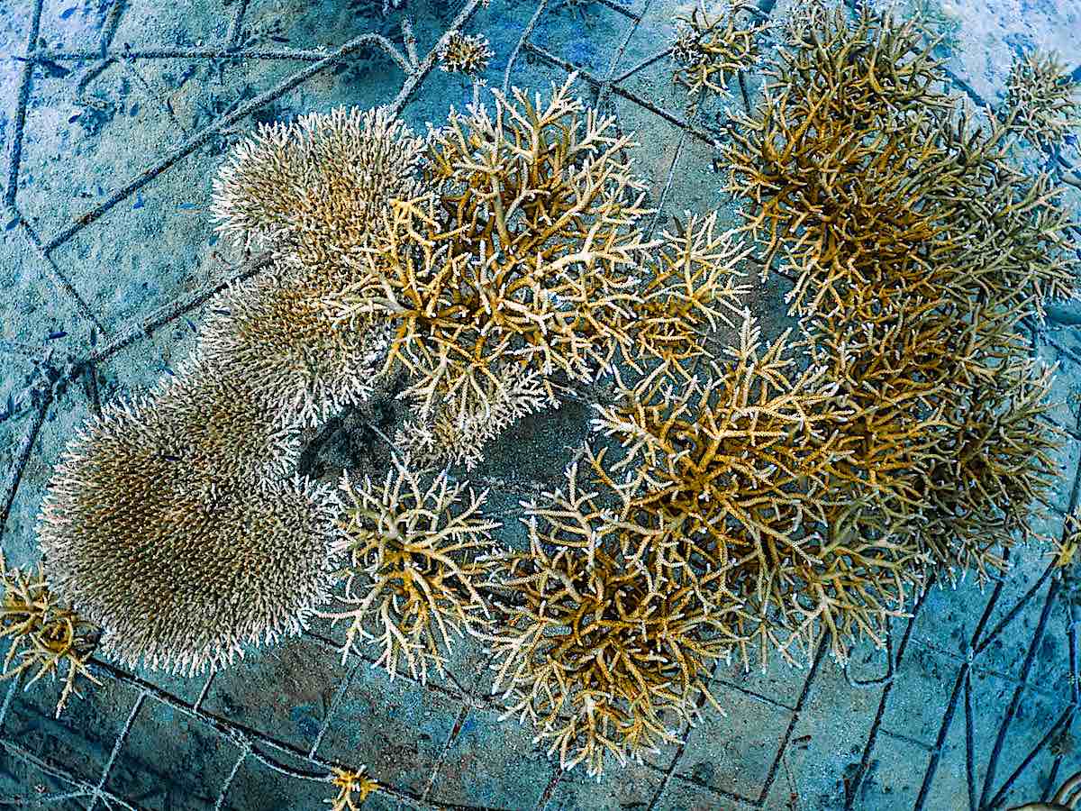 Marine Conservation Internships - Coral Restoration in Thailand