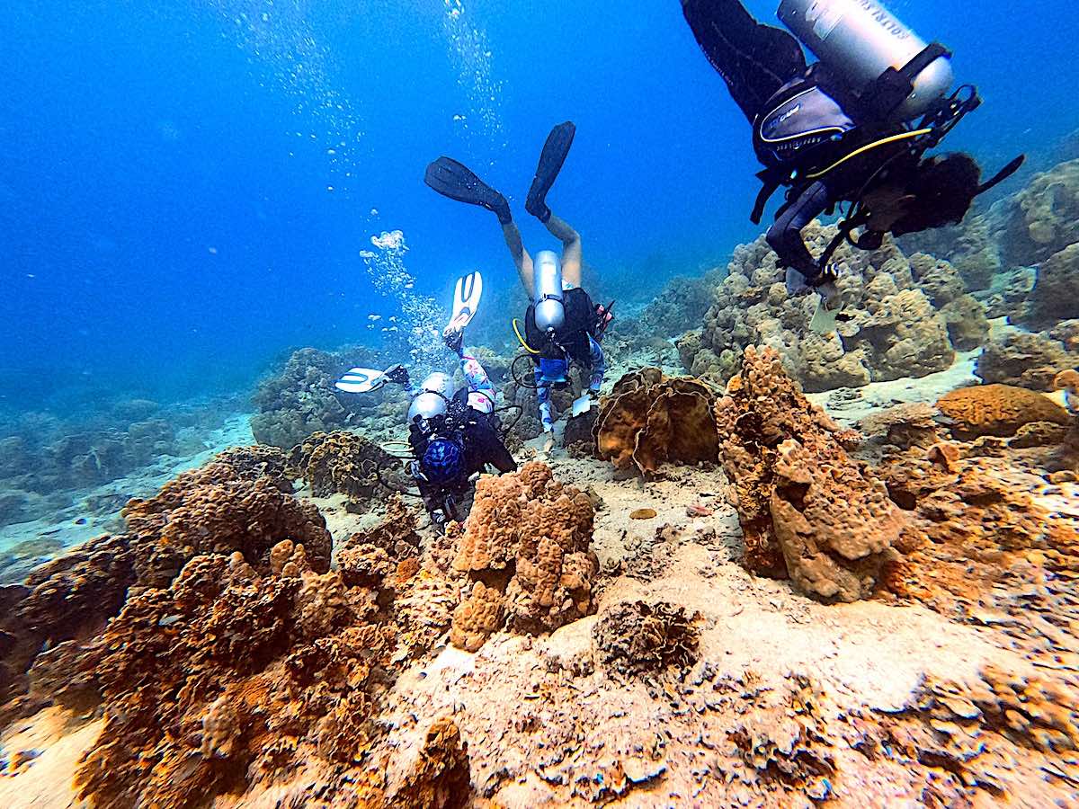 Marine Conservation Internships - Coral Reef Safari's