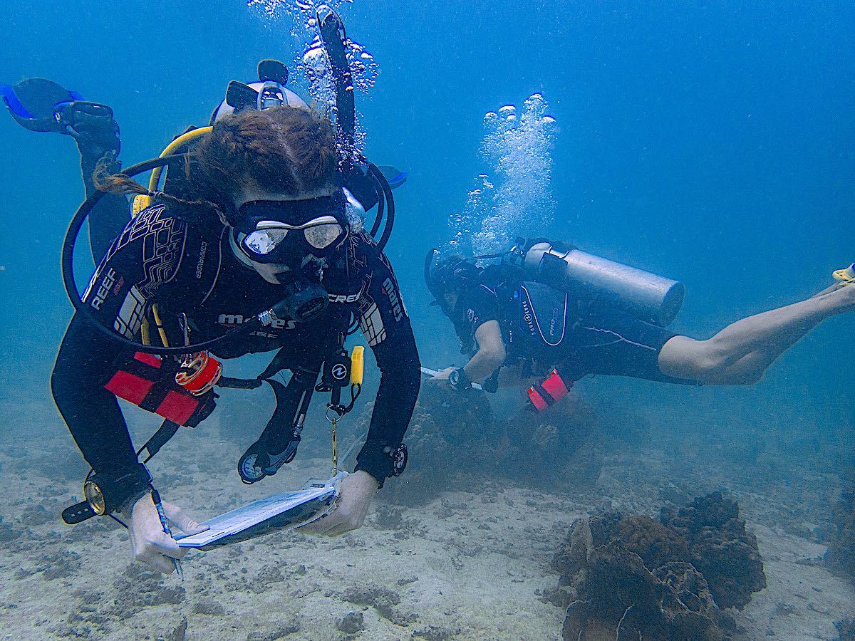 Marine Conservation Internships - Invertebrate Surveys