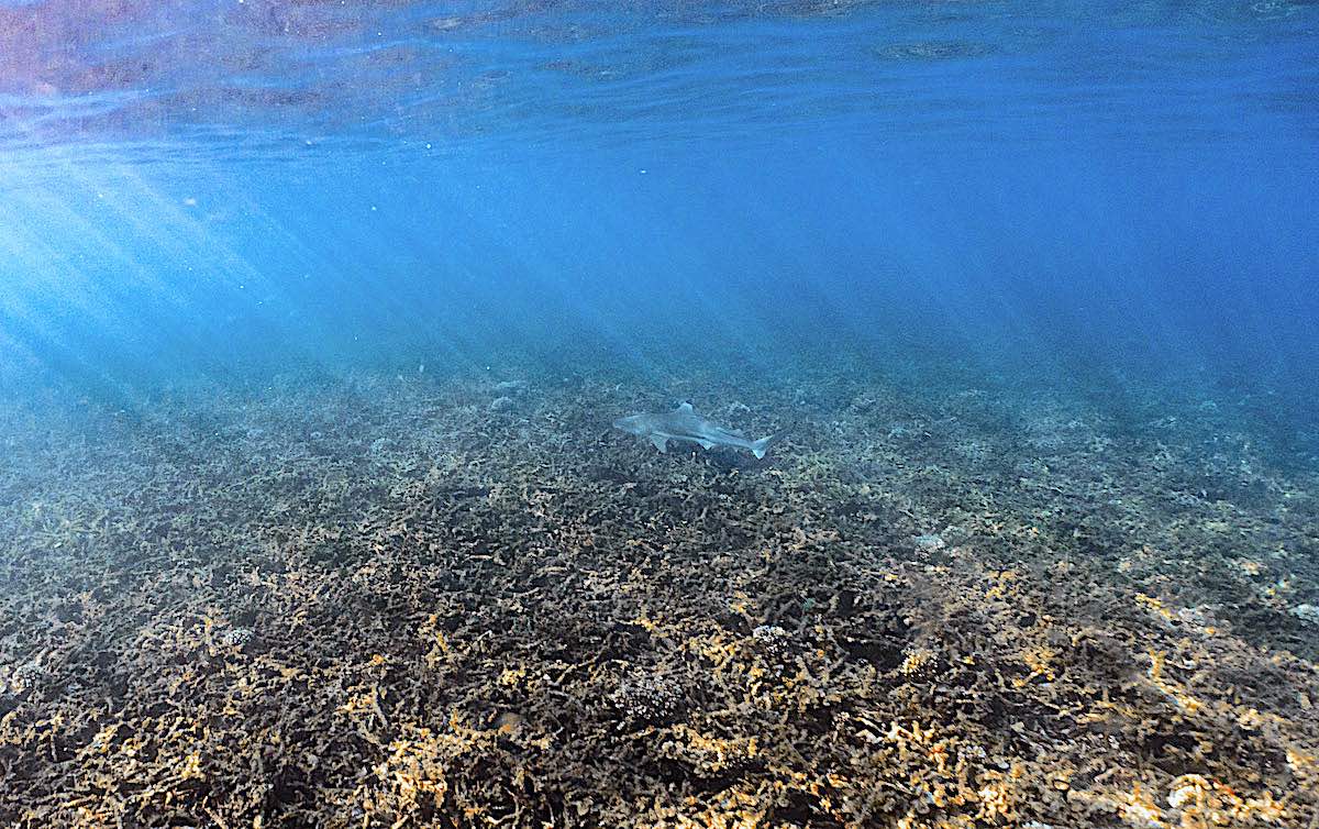 Marine Conservation Internships in Thailand - Black Tip Reef Shark at Shark Bay