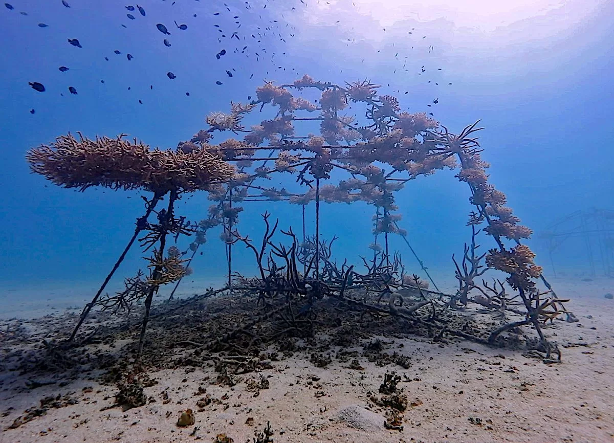 Marine Conservation Internships in Thailand - Junkyard Reef Nurseries