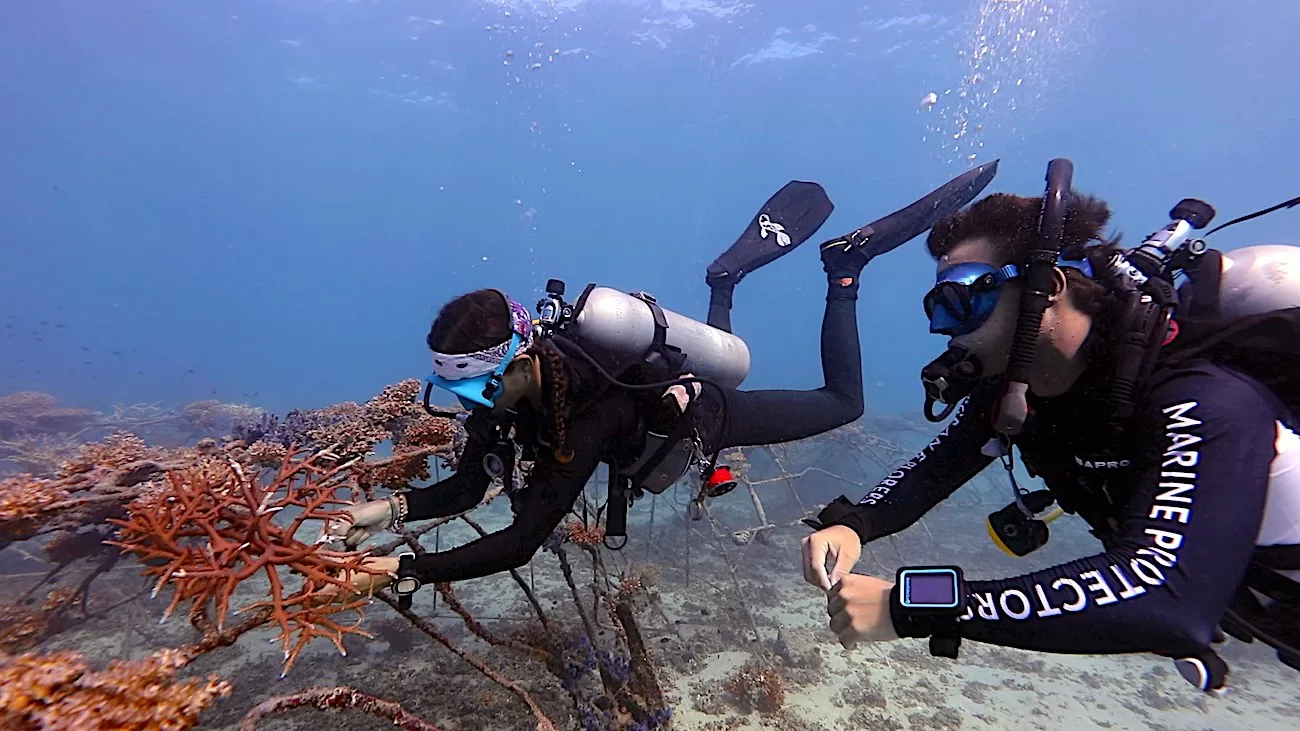 Marine Conservation Internships - Learn about Coral Restoration Techniques