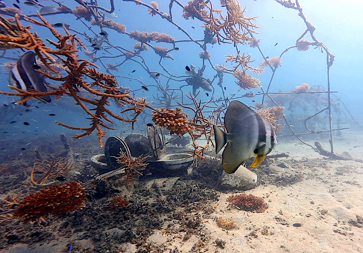 Marine Conservation Internships - Learn about Coral Nurseries on Koh Tao