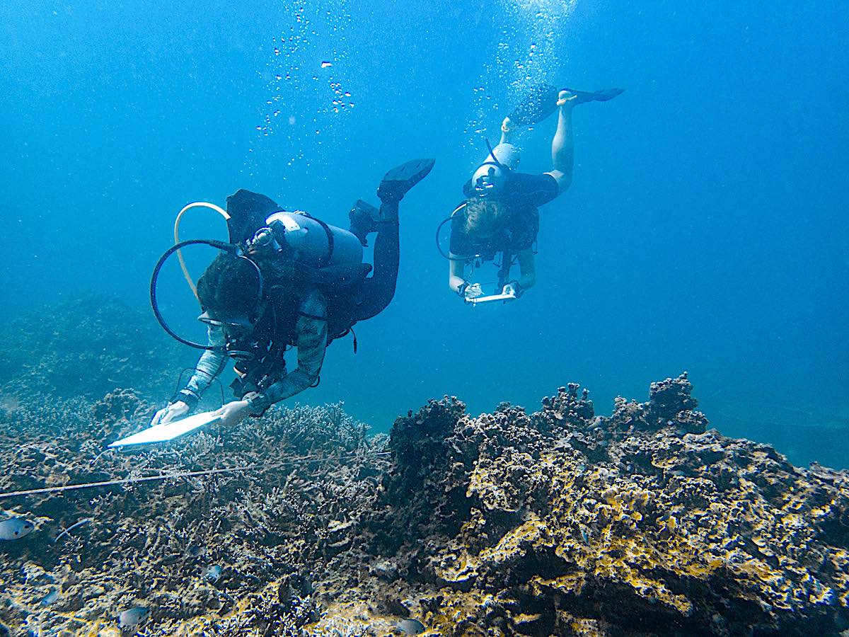 Marine Conservation Internships - Regular Ecological Monitoring Surveys on Coral Reefs