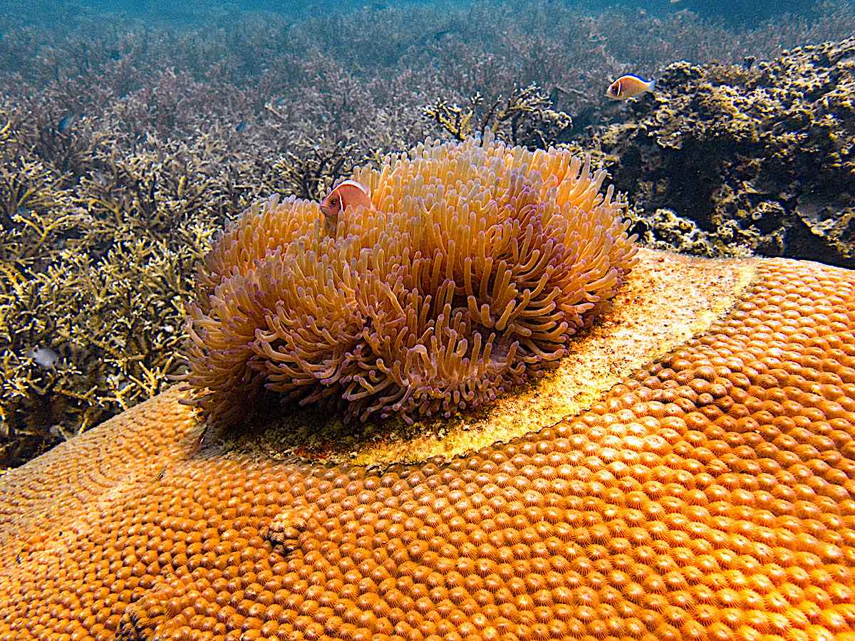 Marine Conservation Internships - Learn to Identify Coral Genera