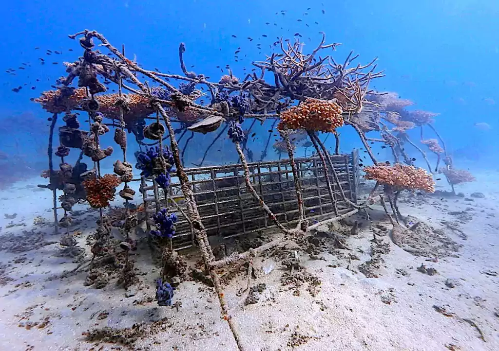 Marine Conservation Internships - Artificial Structures & Nurseries