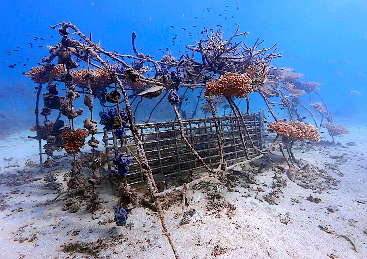Marine Conservation Internships - Artificial Structures & Nurseries