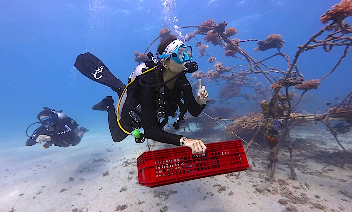 Marine Conservation Internships - Coral Restoration Theory & Techniques in Thailand
