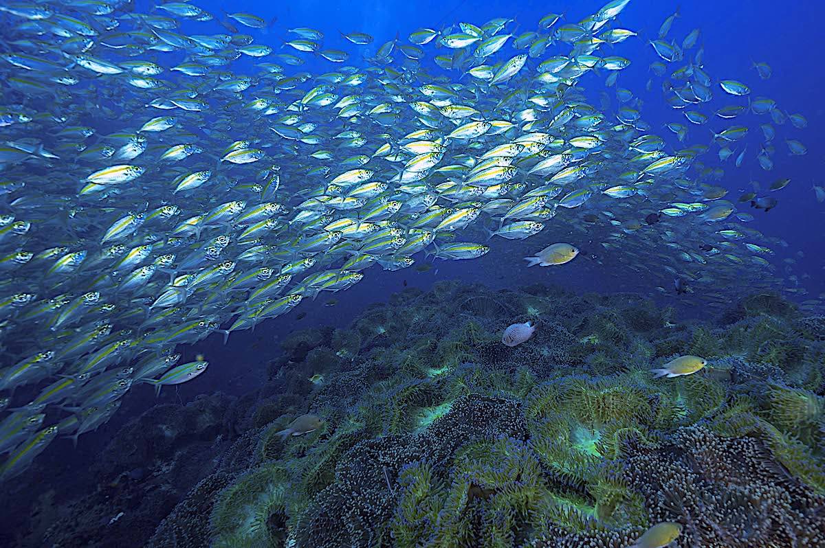 Marine Conservation Internships - a Healthy Marine Ecosystem