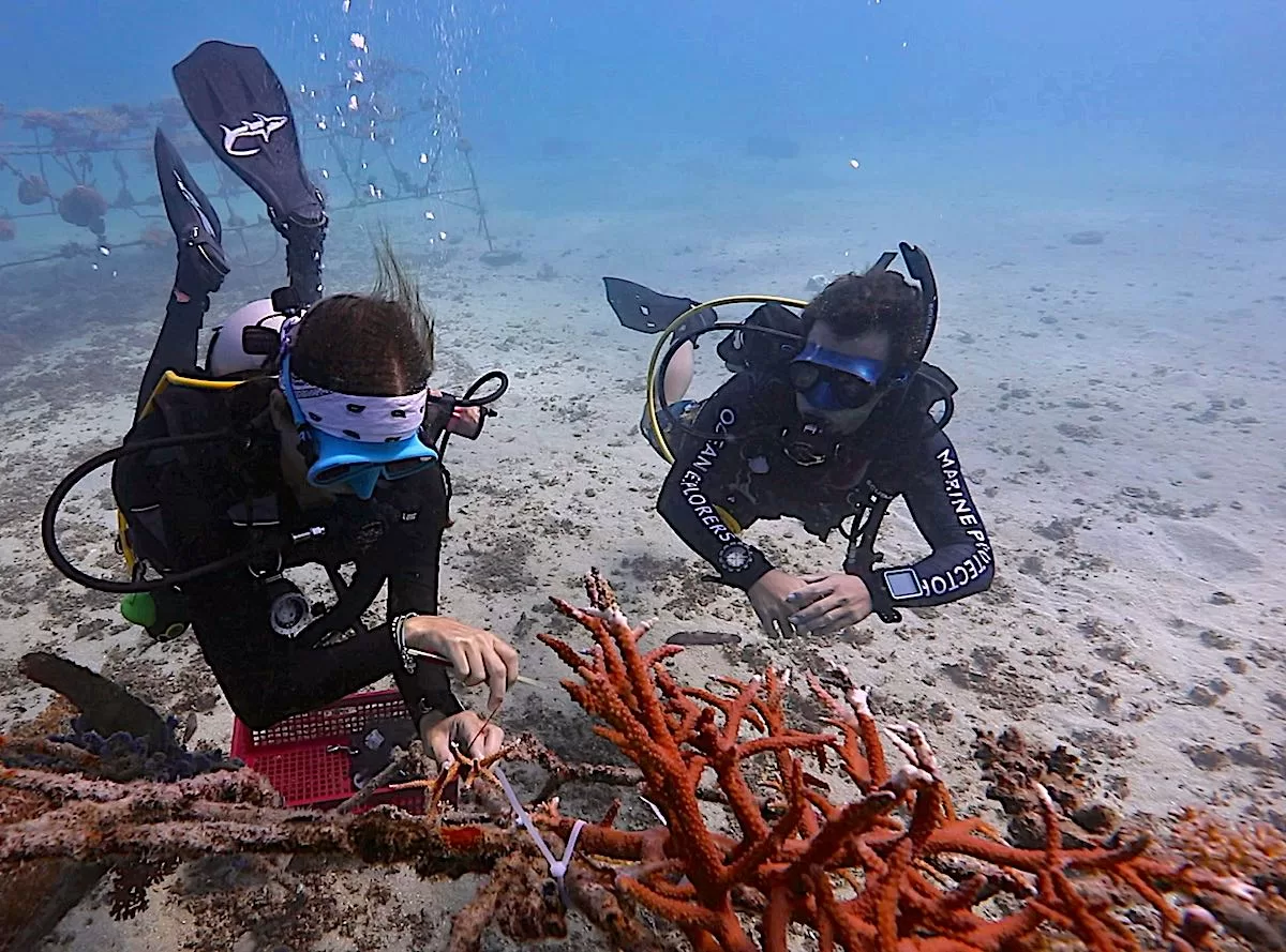 Marine Conservation Internships - Coral Restoration Techniques