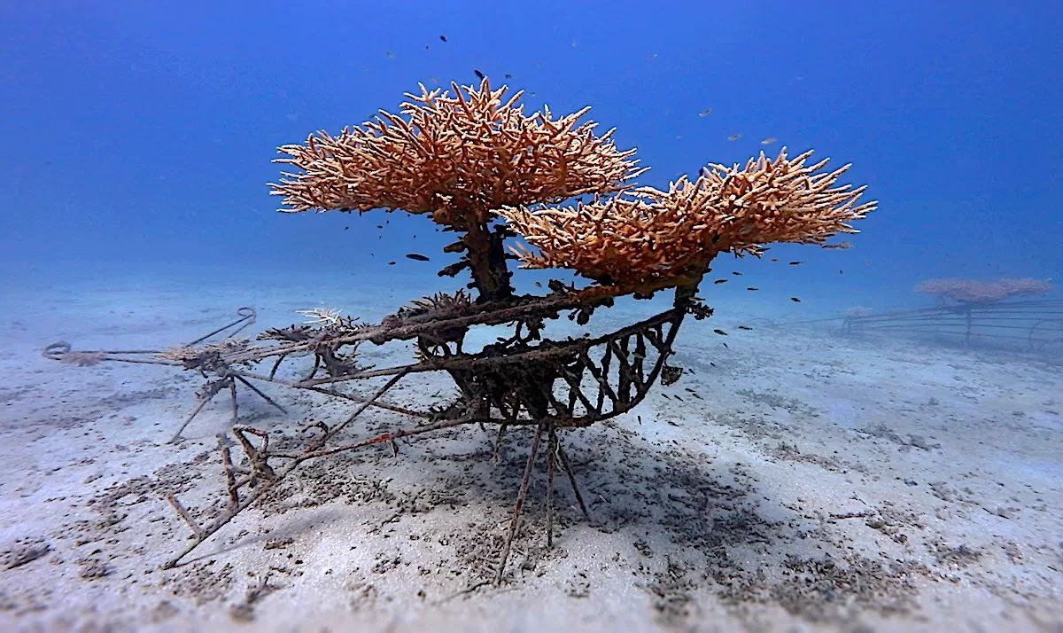 Marine Conservation Internships - Coral Restoration on Artificial Structures at Junkyard Reef