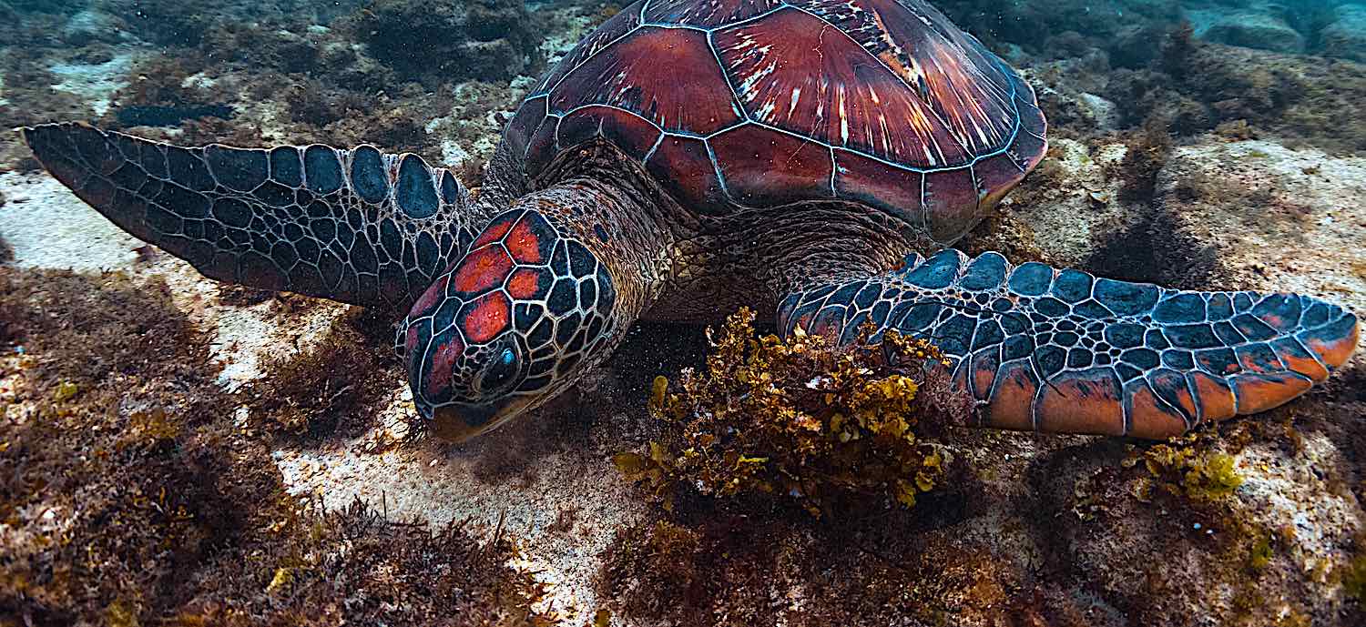 Sea Turtle Ecology & Monitoring course in Thailand