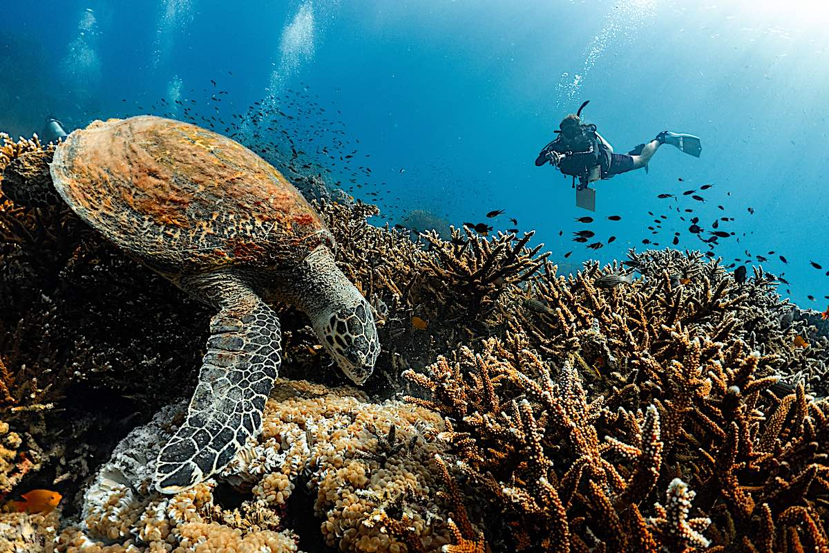 Scuba Divers & Sea Turtle on Koh Tao, Thailand