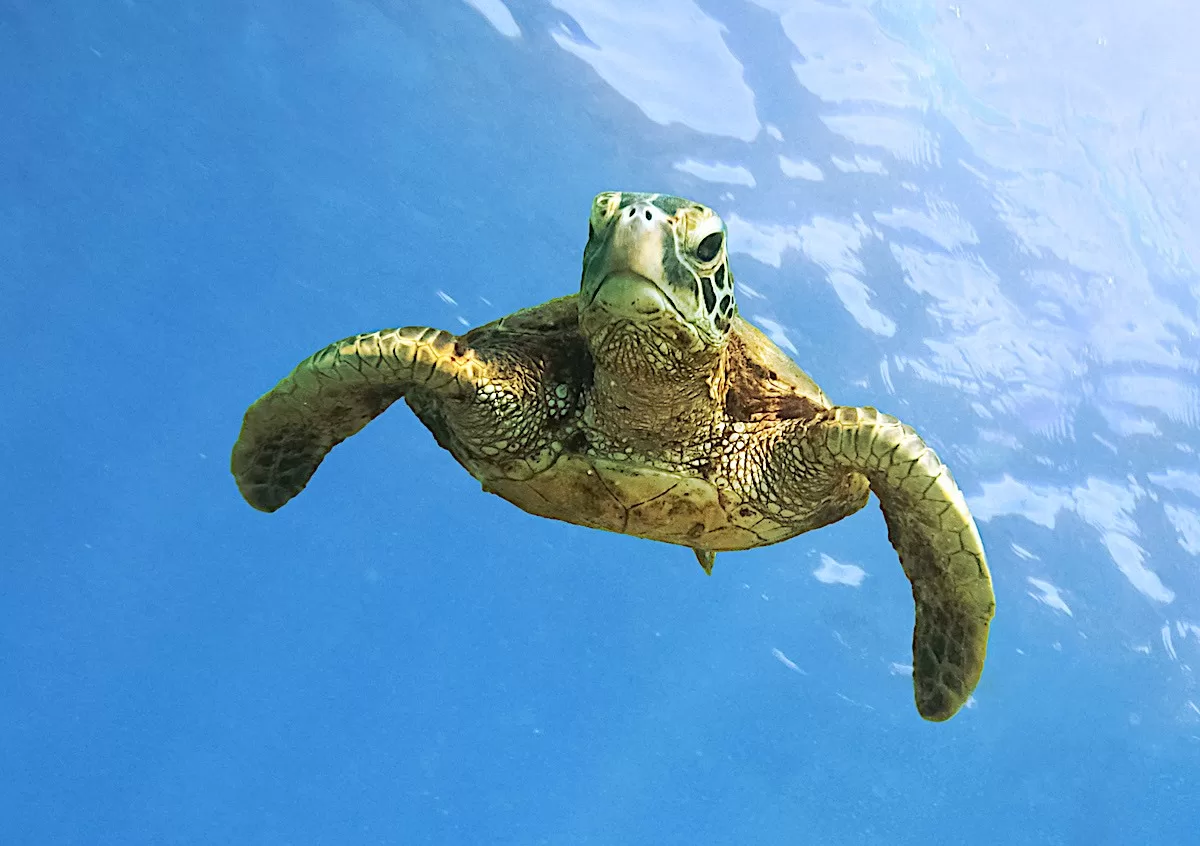 Green Sea Turtle in Thailand