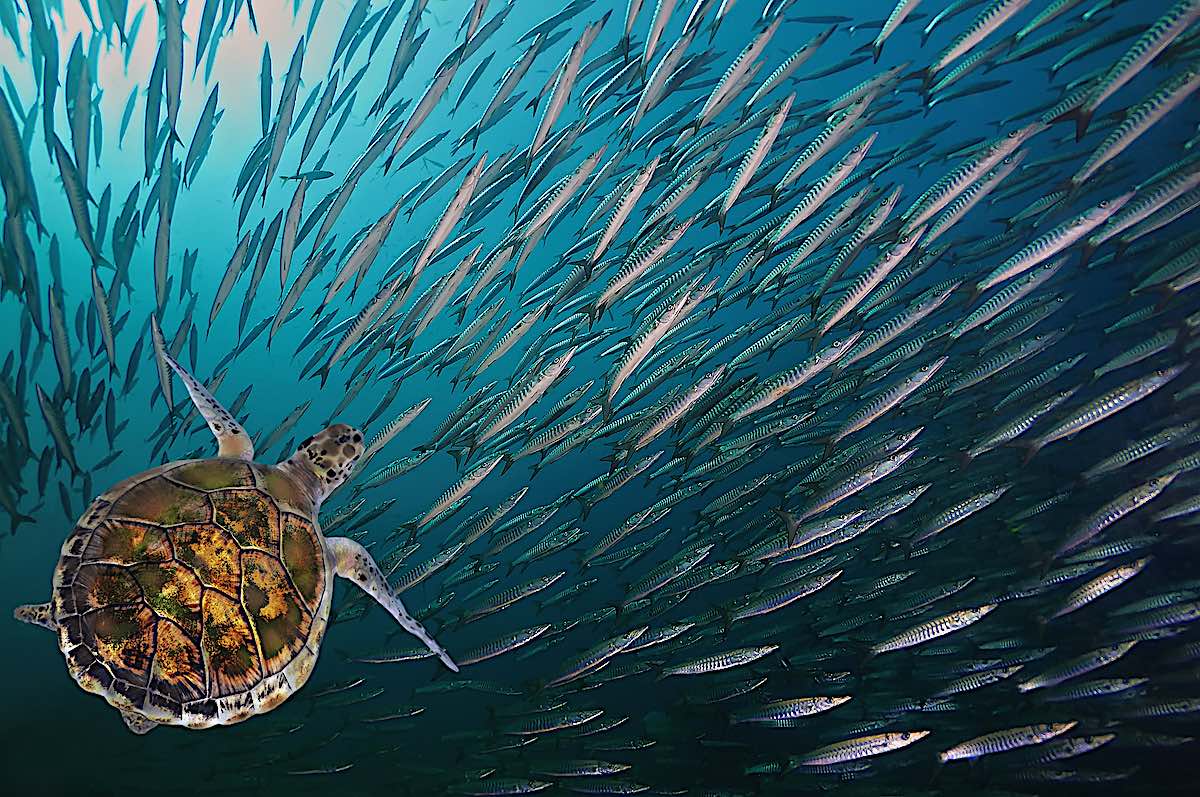 Sea Turtles help to Maintain Healthy Oceans