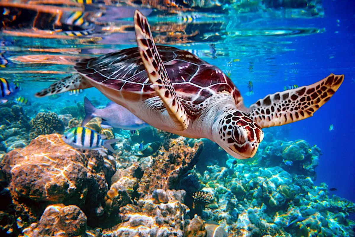 Protect Sea Turtles in Thailand