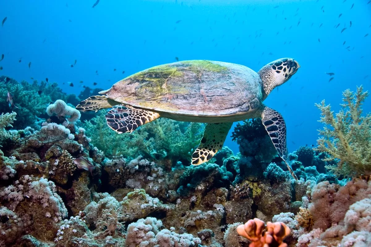 hawksbill turtle (eretmochelys imbricata)