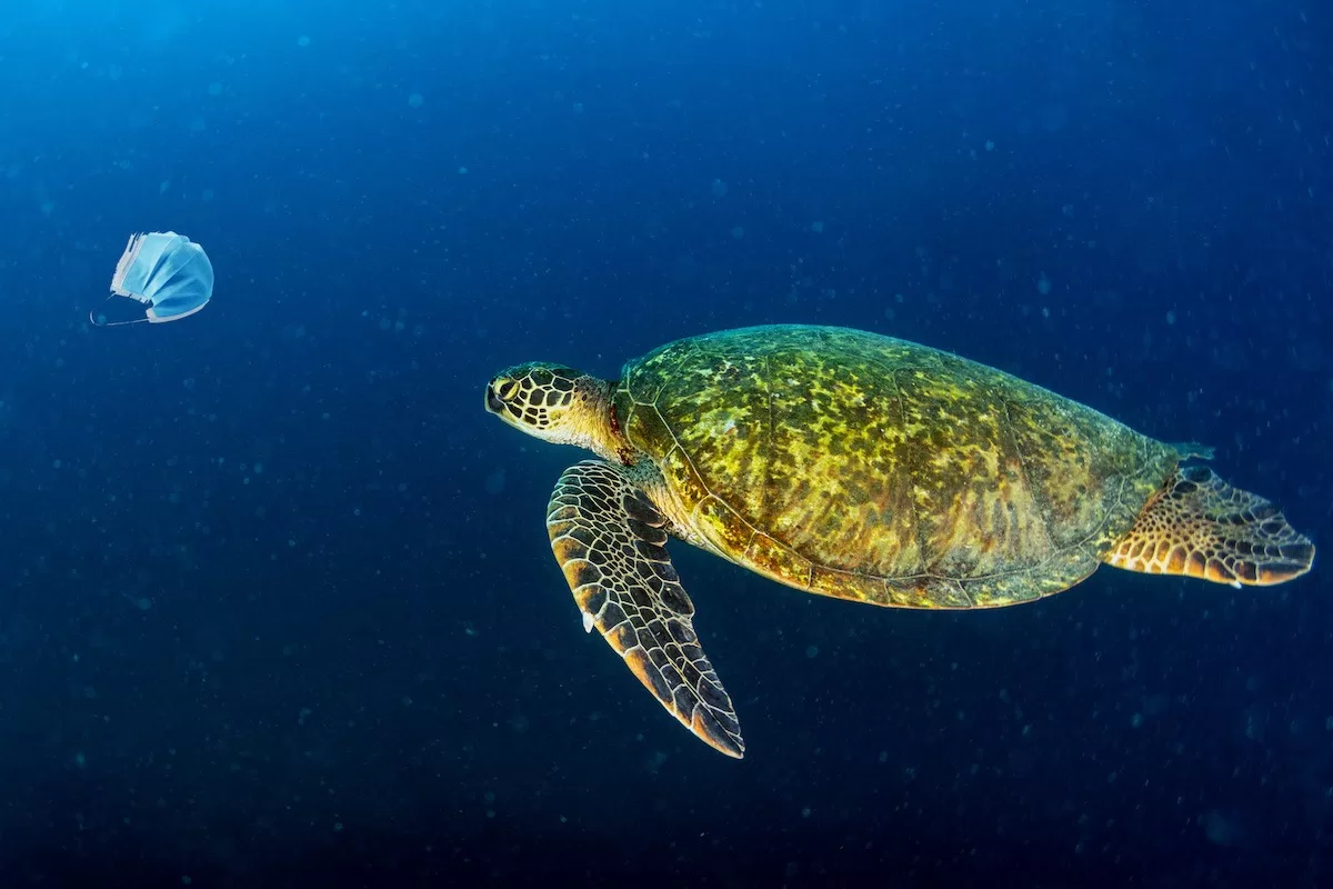 Sea Turtle Monitoring course in Koh Tao