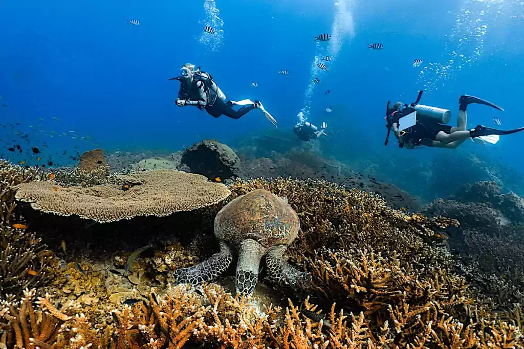 Monitoring Sea Turtles in Koh Tao, Thailand