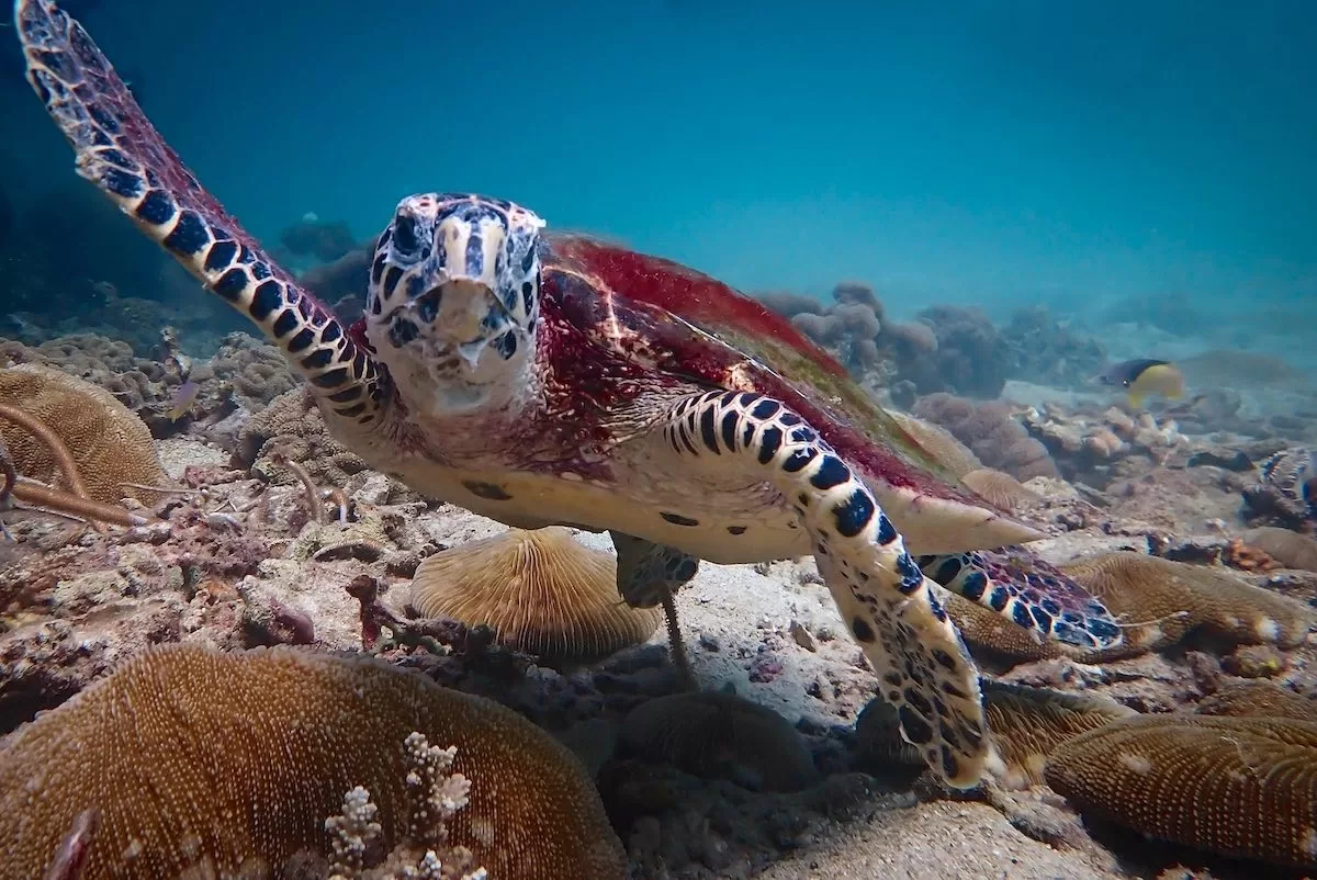 Best Sea Turtle Ecology course in Thailand