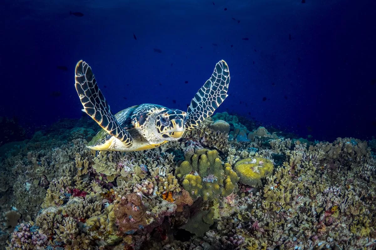 Hawksbill Sea Turtle Swimming above Coral Reef in Thailand