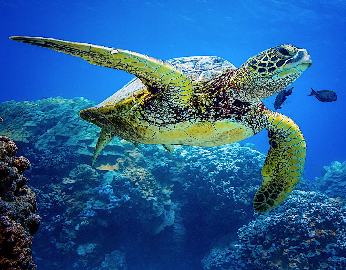 Sea Turtle Gliding across a Coral reef