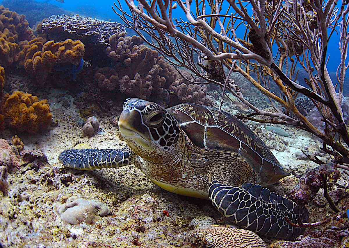 Sea Turtle (Chelonioidea) resting among corals