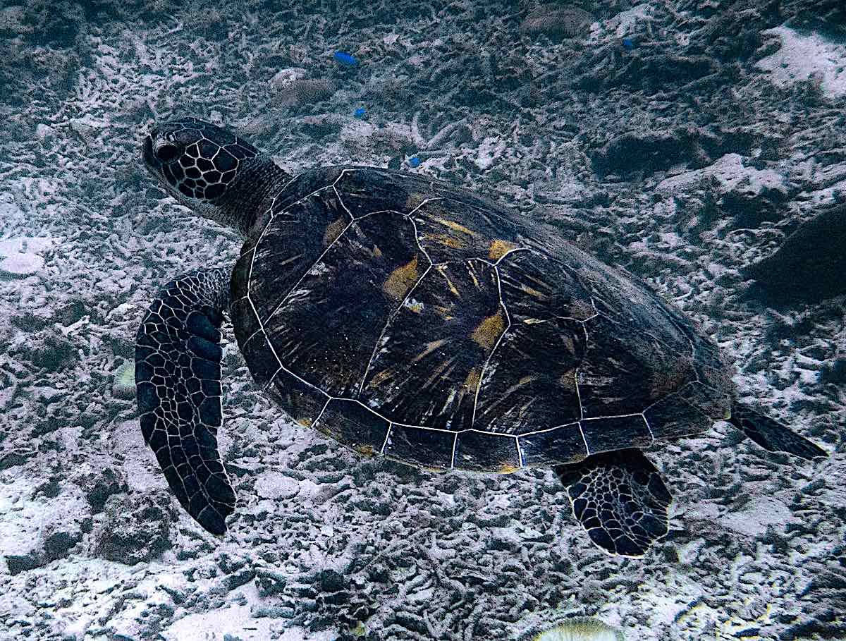 Protecting Sea Turtles In Koh Tao, Thailand
