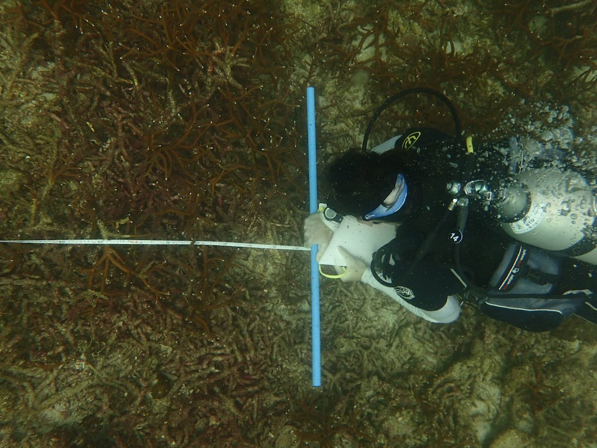 Scientific Diver - Marine Conservation Programs in Thailand