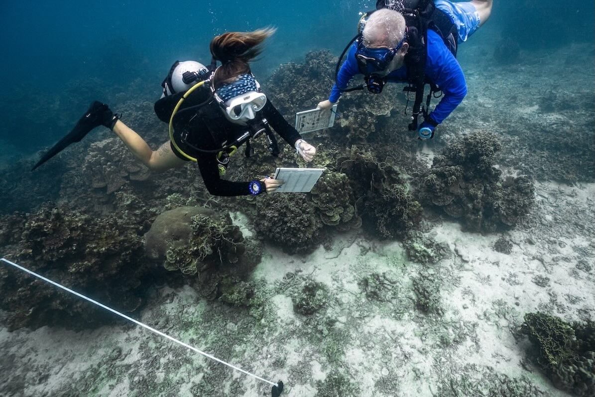 Durchführung von Surveys für Conservation auf Koh Tao - Thailand