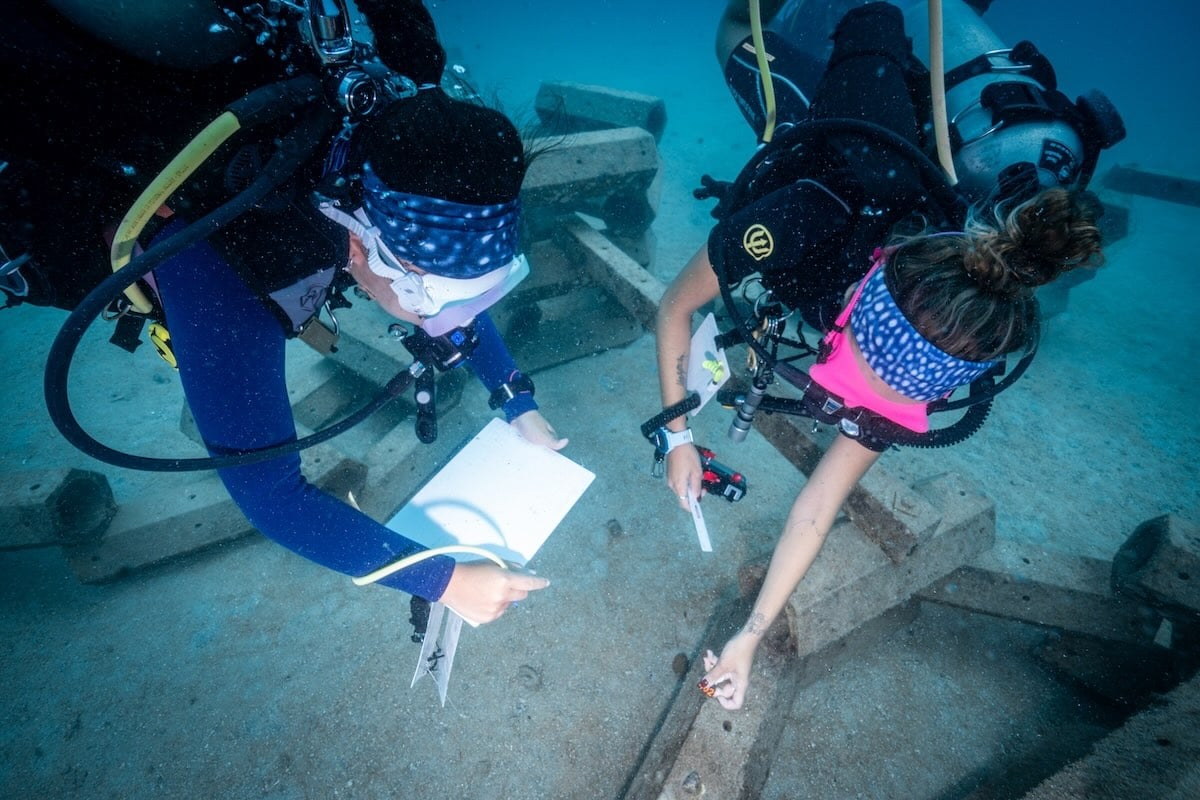 Conservation & Datenerhebung auf Koh Tao
