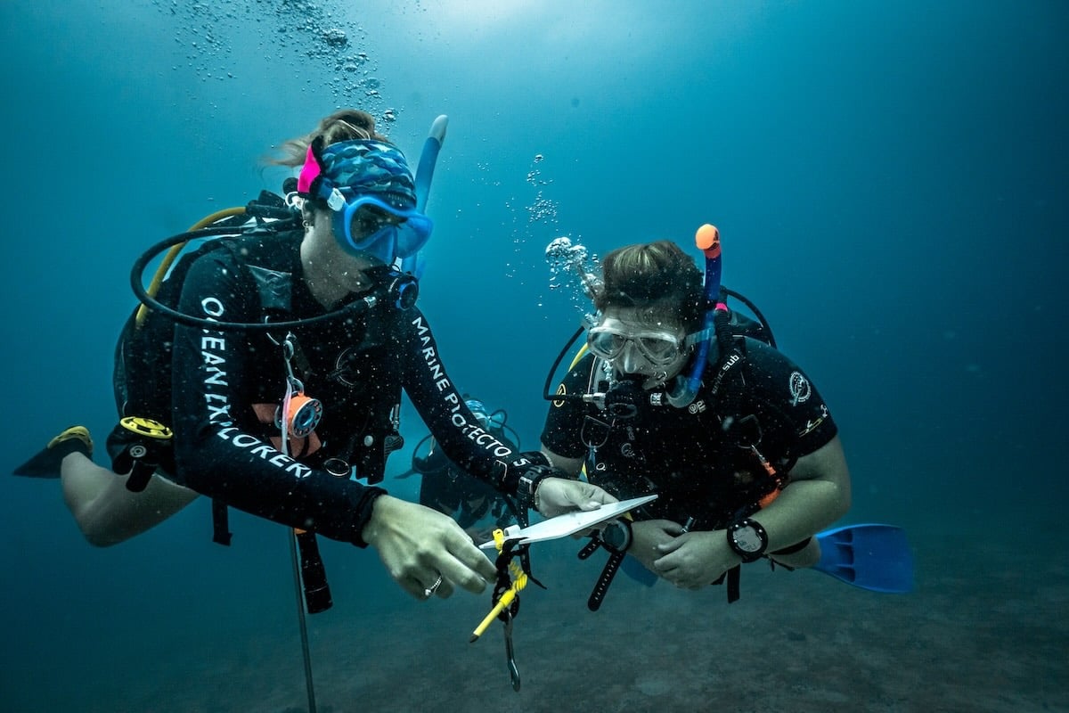 Conservation Divemaster Kurs in Thailand