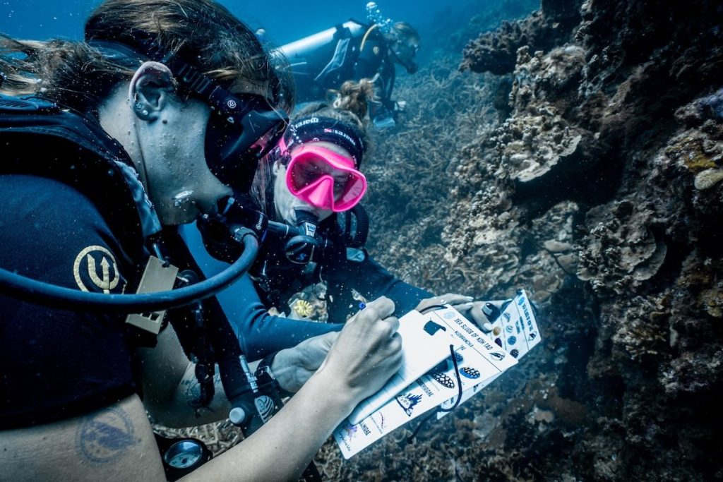 Conducting Surveys Underwater in Koh Tao