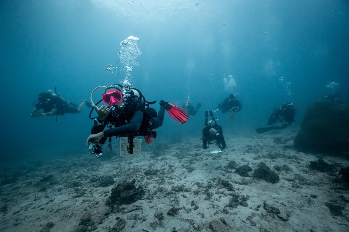 Conservation Divemaster Survey Training auf Koh Tao Thailand