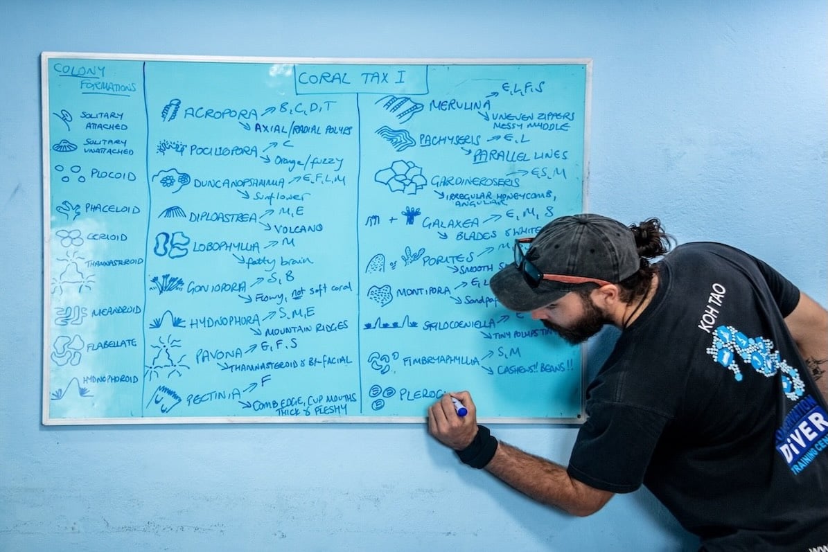 Korallentaxonomie - Conservation Divemaster Programm in Thailand