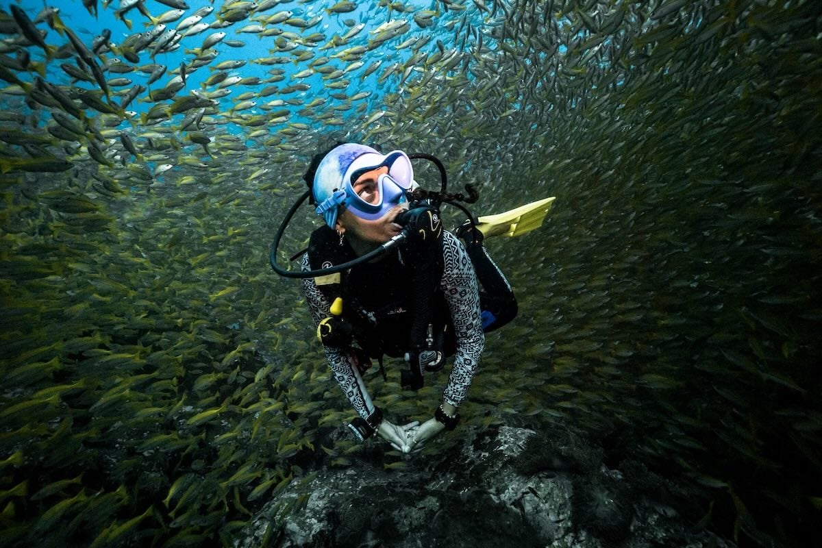 Fischbestimmung auf Koh Tao - Thailand