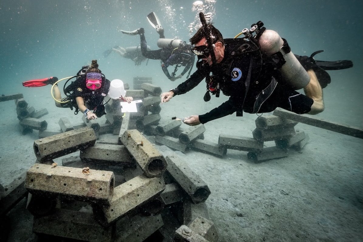 Korallenrestaurierungstechniken auf Koh Tao - Thailand