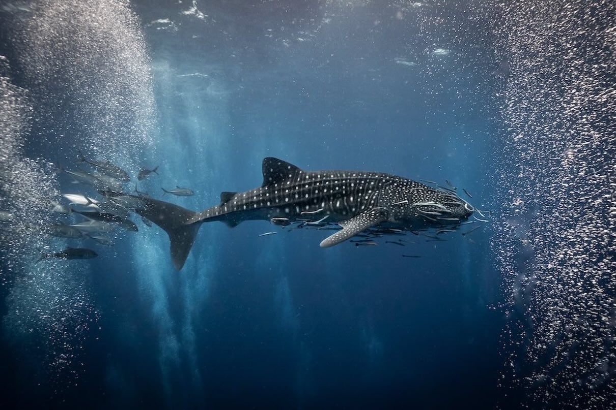 Walhai-Beobachtungen - Marine Conservation